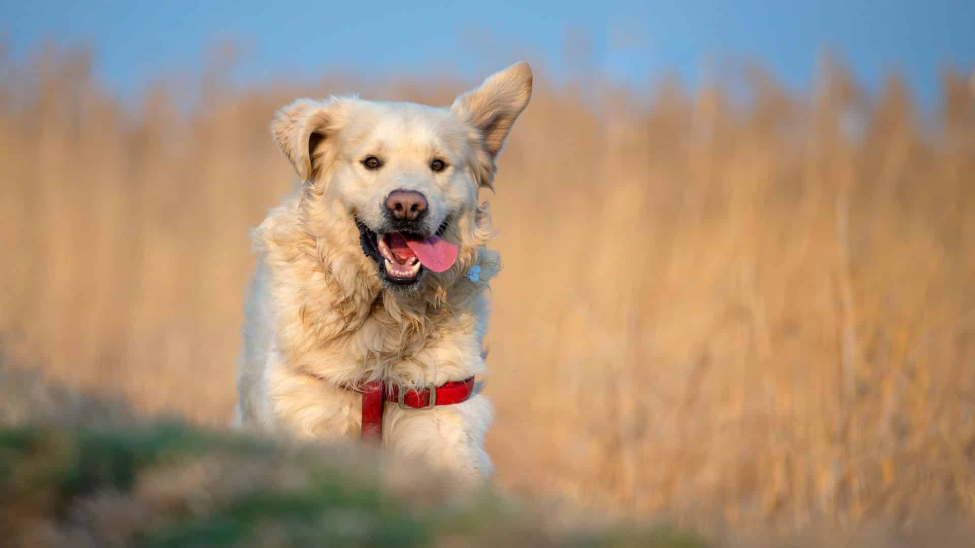 Is Your Dog Happy 5 Clues Besides The Zoomies
