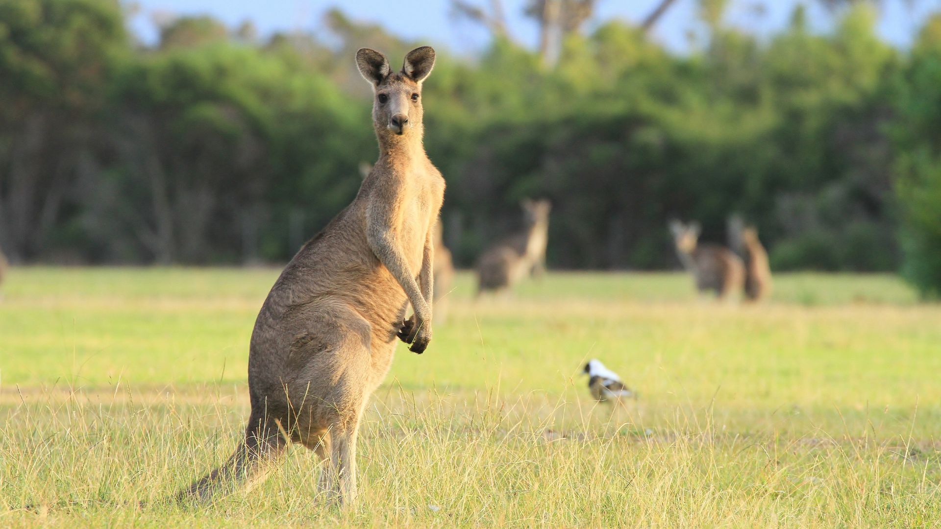 is kangaroo a cooling food for dogs