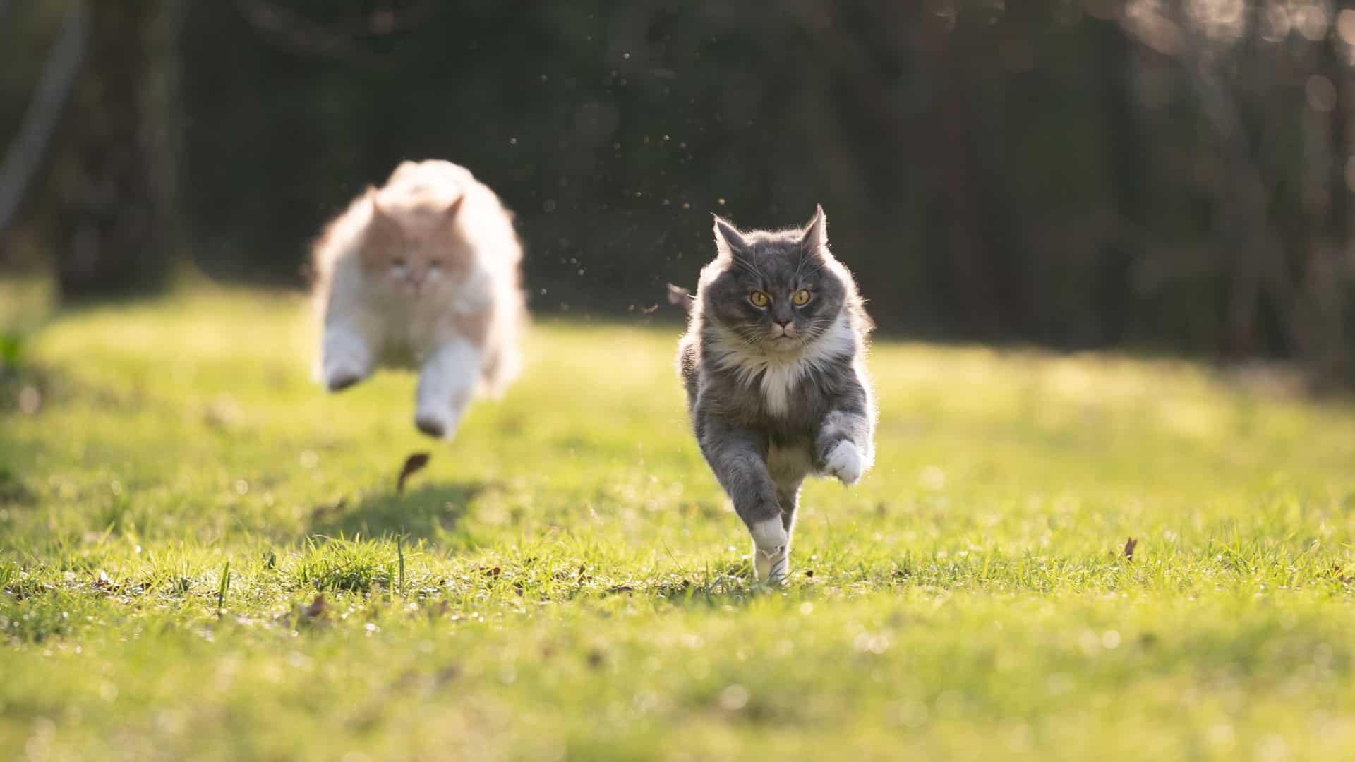 Agility Training