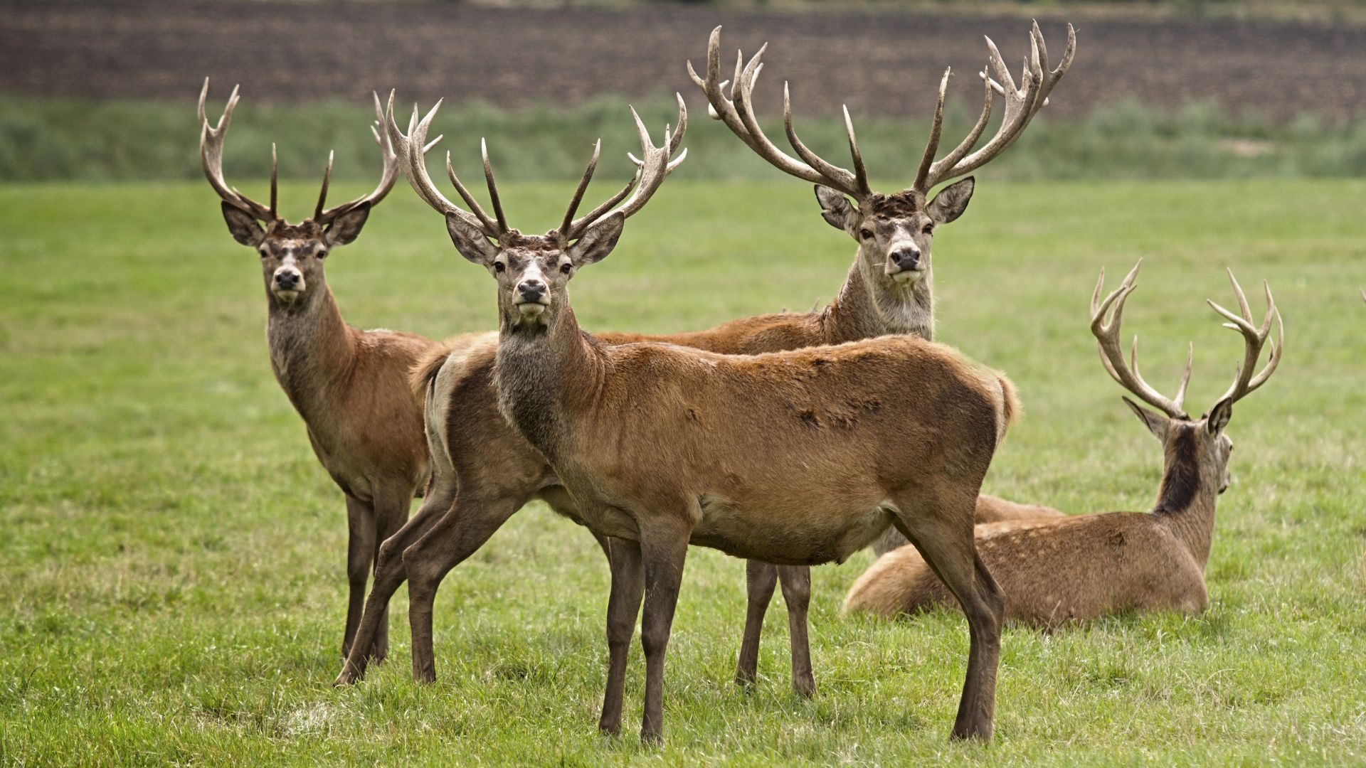 Deerly Beloved Why Cats Crave Venison