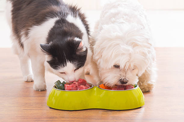 Why High-Quality, Freshly-Soured Meat Makes Pet Food More Delicious